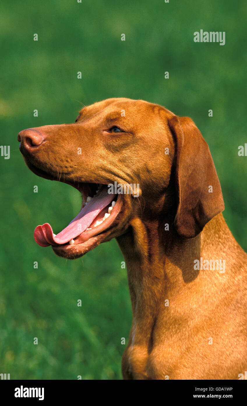Pointeur ou hongrois Vizsla devint CHIEN, BÂILLEMENTS ADULTES Banque D'Images