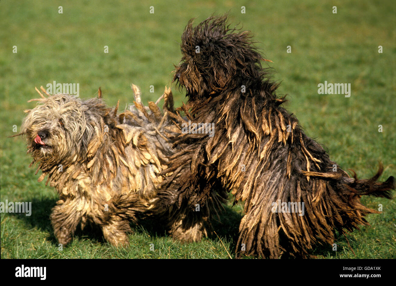 Bergamo shepherd dogs Banque de photographies et d'images à haute  résolution - Alamy