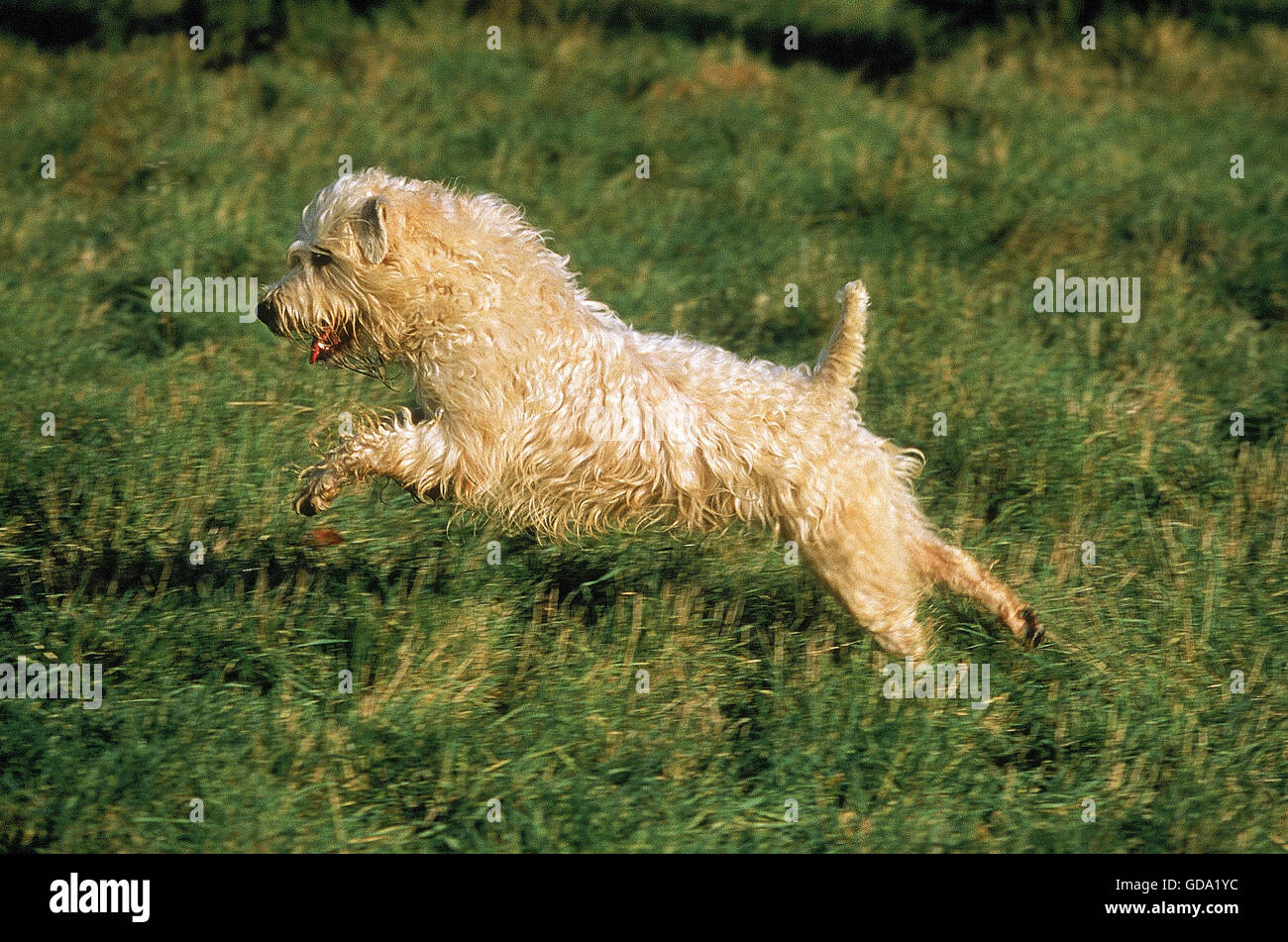 WHEATEN TERRIER, ADULTE RUNNING ON GRASS Banque D'Images