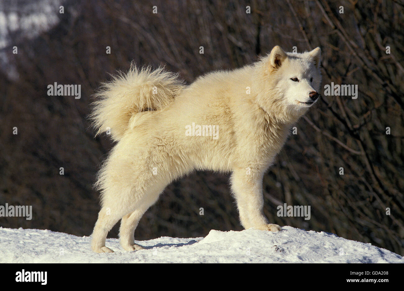 Chien de Traîneau de chien samoyède, debout sur la neige Banque D'Images