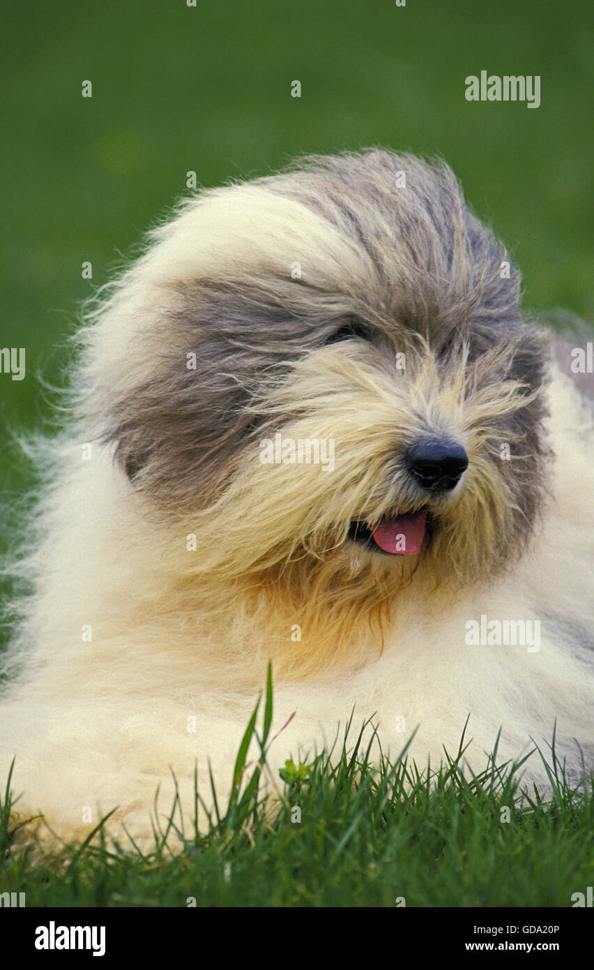 Chien Bobtail ou Old English Sheepdog on Lawn Banque D'Images