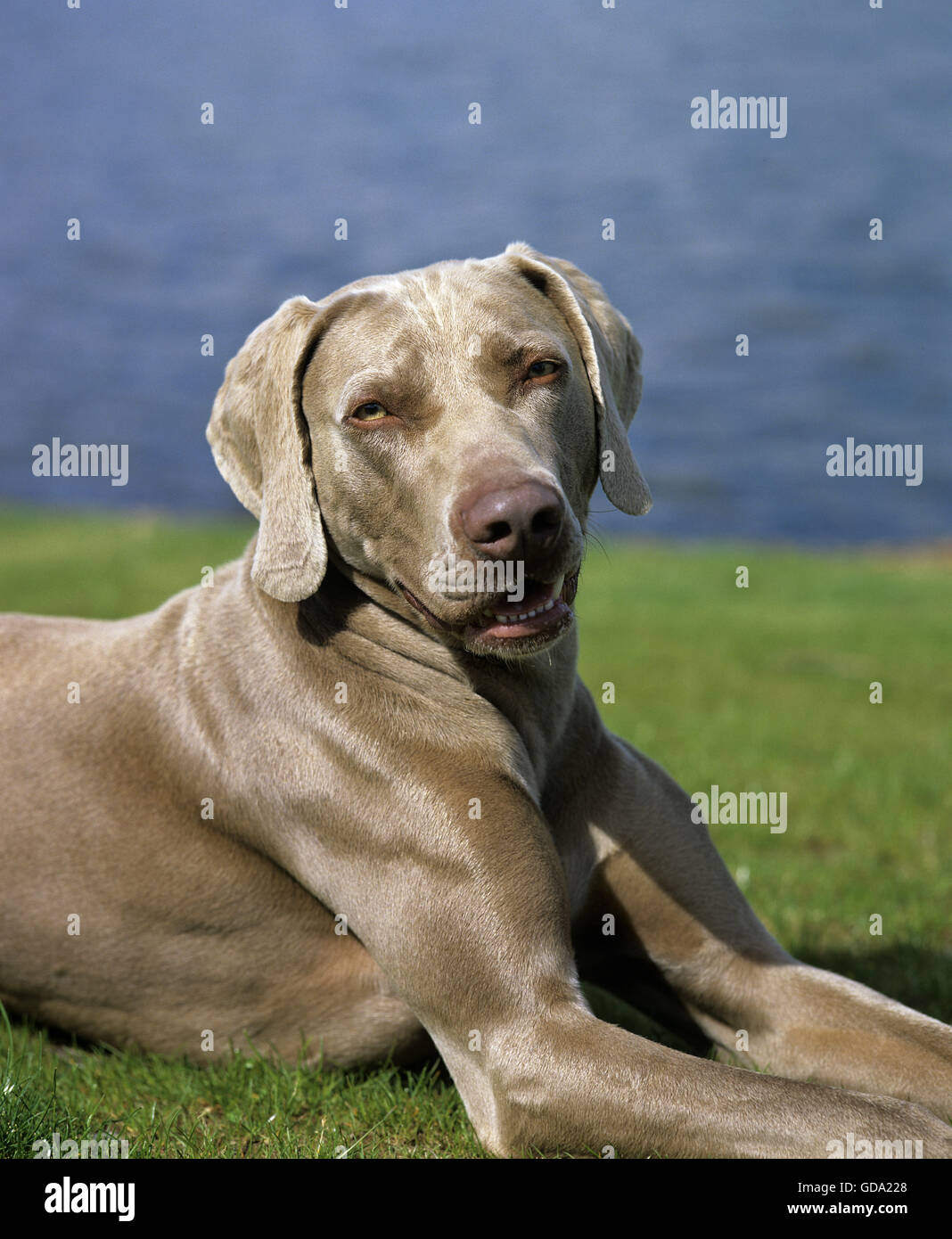 Pointeur de Weimar chien près du lac Banque D'Images