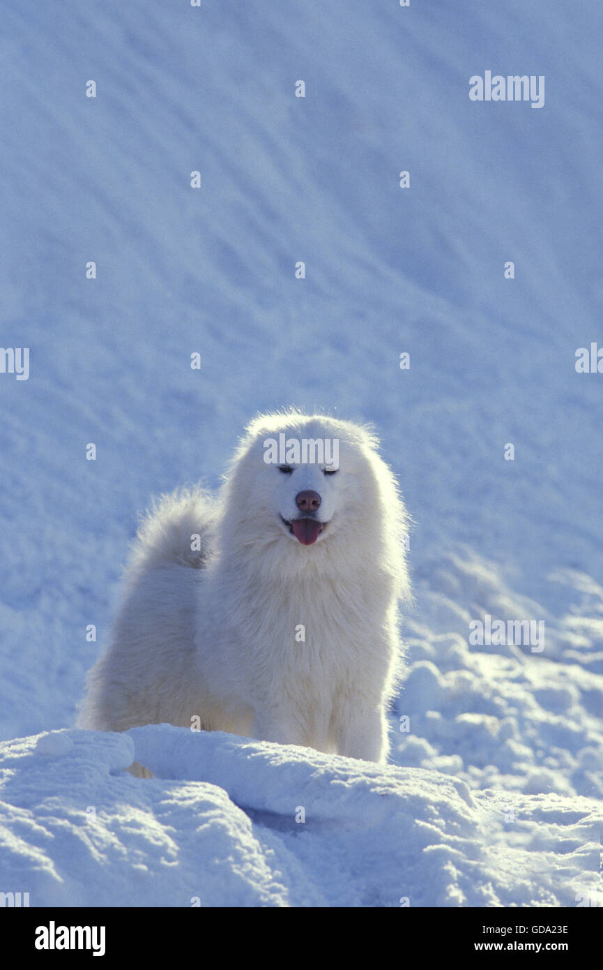 Samoyede chien sur la neige Banque D'Images