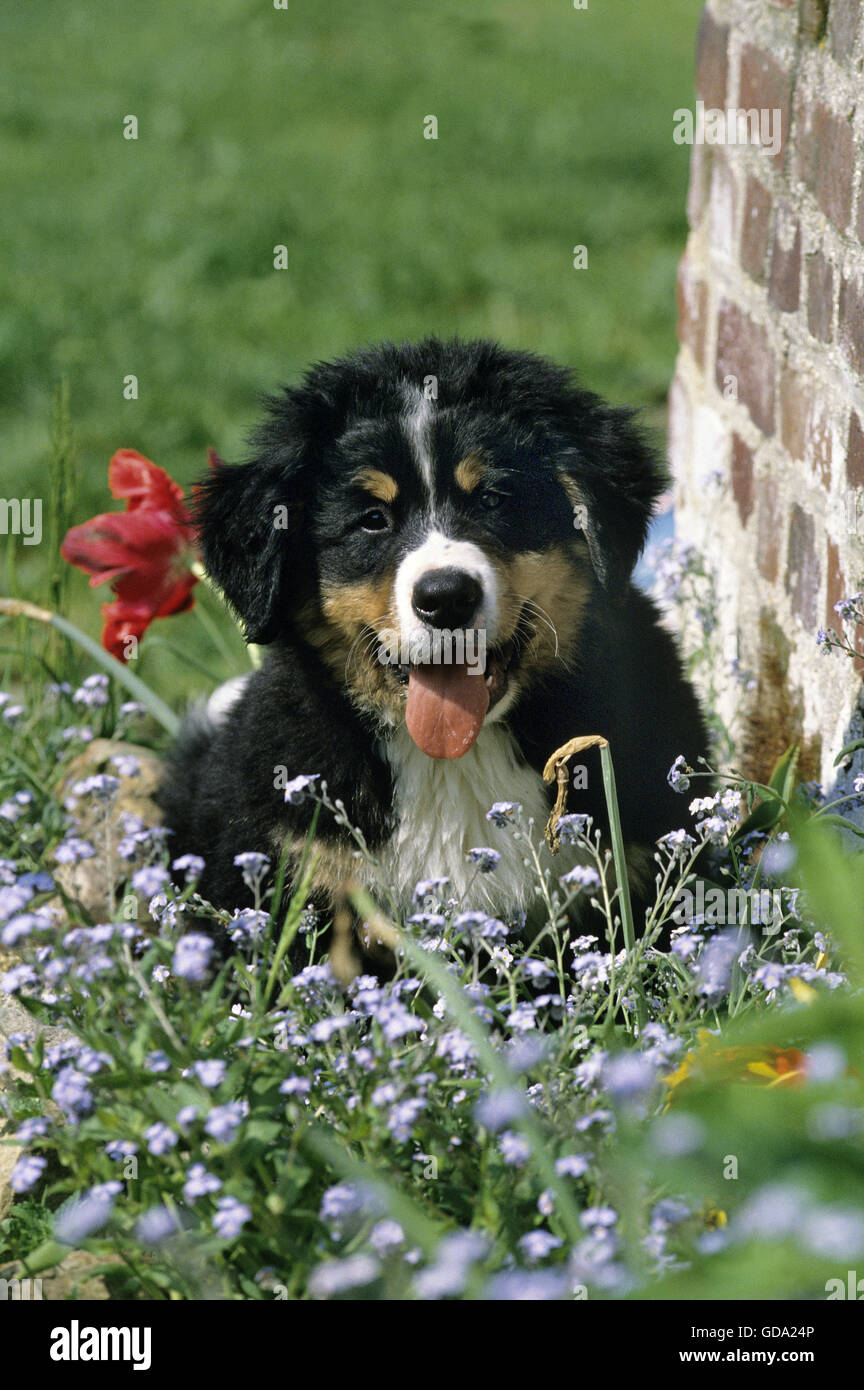 Chiot bouvier bernois, dans les fleurs Banque D'Images