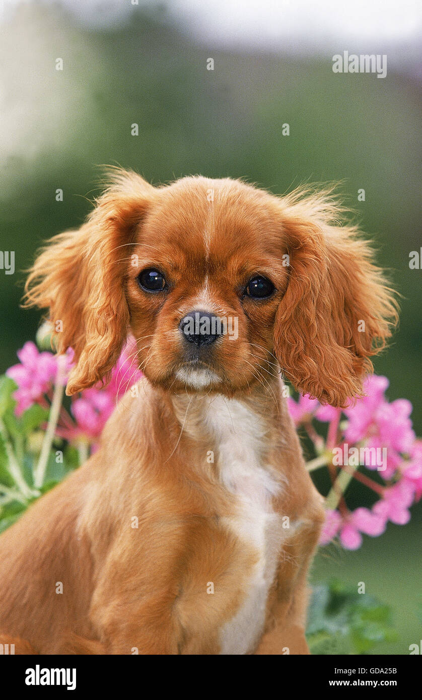 CAVALIER KING CHARLES SPANIEL, PUP DE GÉRANIUMS (fleurs), Ruby Banque D'Images