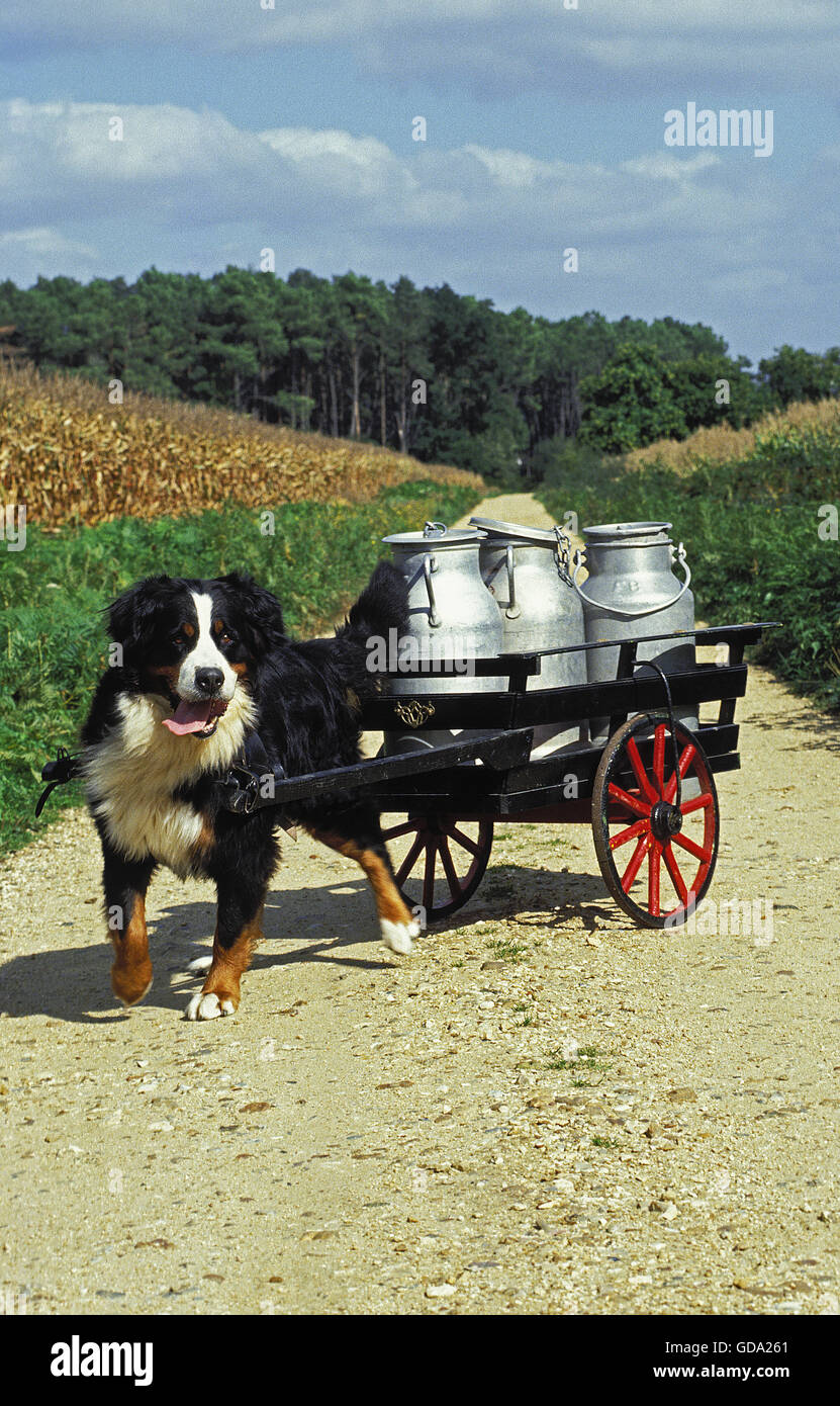 Bernois, des profils tirant une charrette AVEC BIDON DE LAIT Banque D'Images