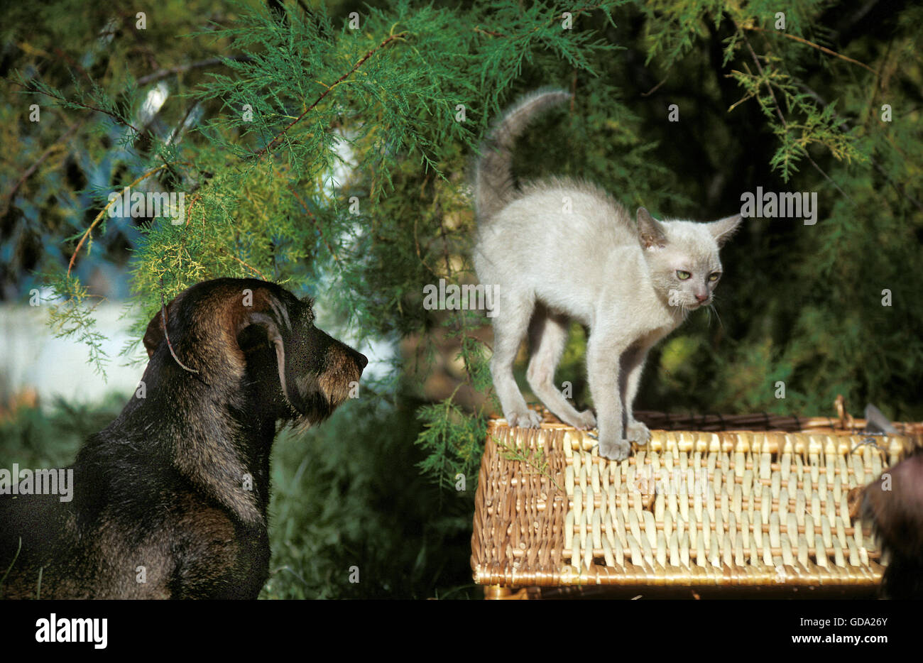 Burmese Lilas chat domestique, chaton en position défensive avec un fil Teckel Poil Banque D'Images
