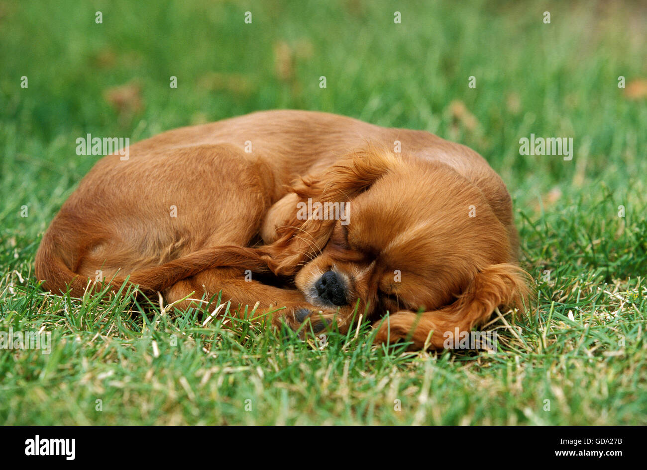 Cavalier King Charles Spaniel chiot dormir sur l'herbe, Ruby Banque D'Images