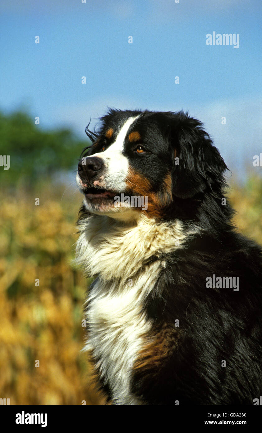 Portrait de Bernese Mountain Dog Banque D'Images