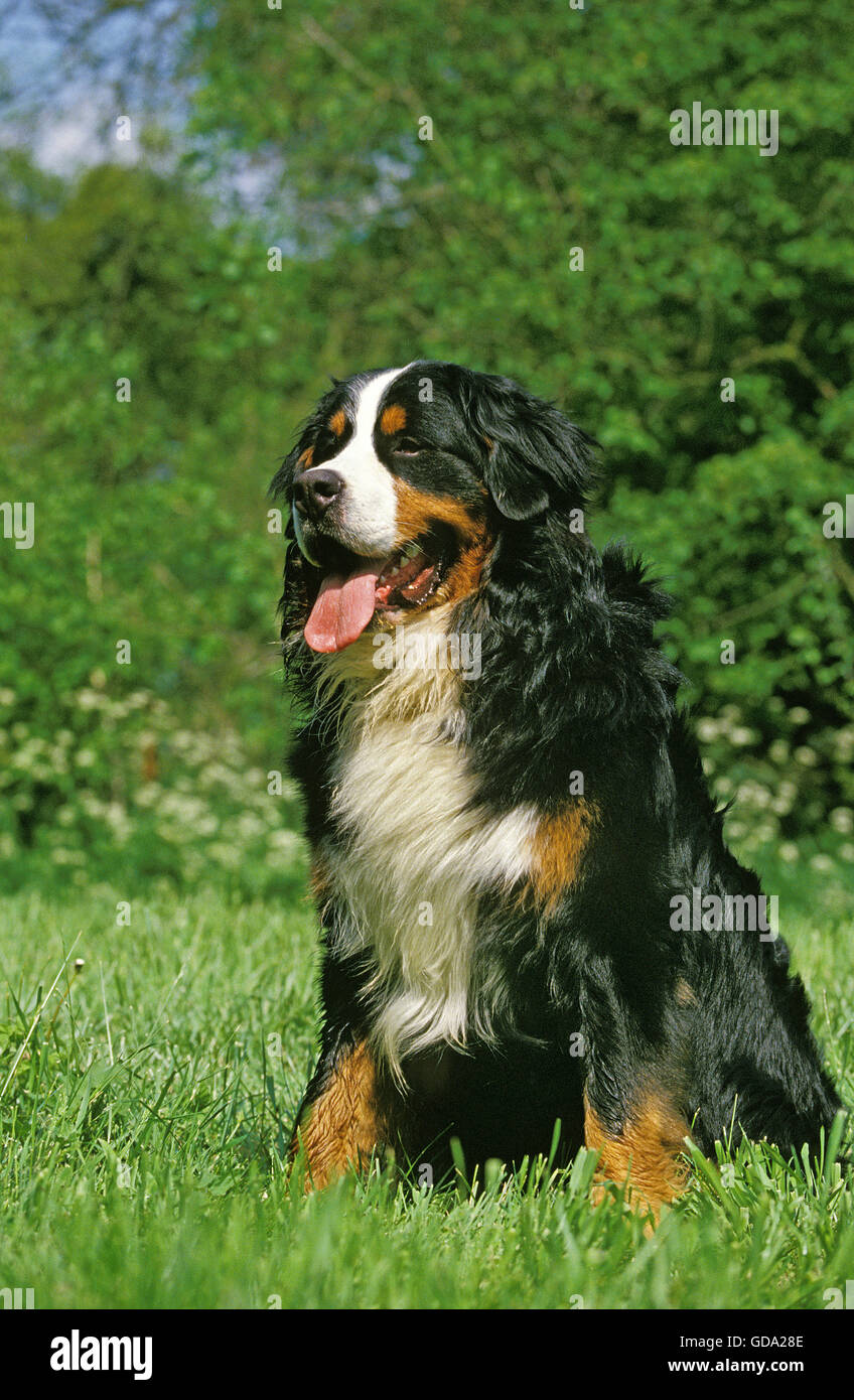 Bernese Mountain dog sitting on Grass Banque D'Images