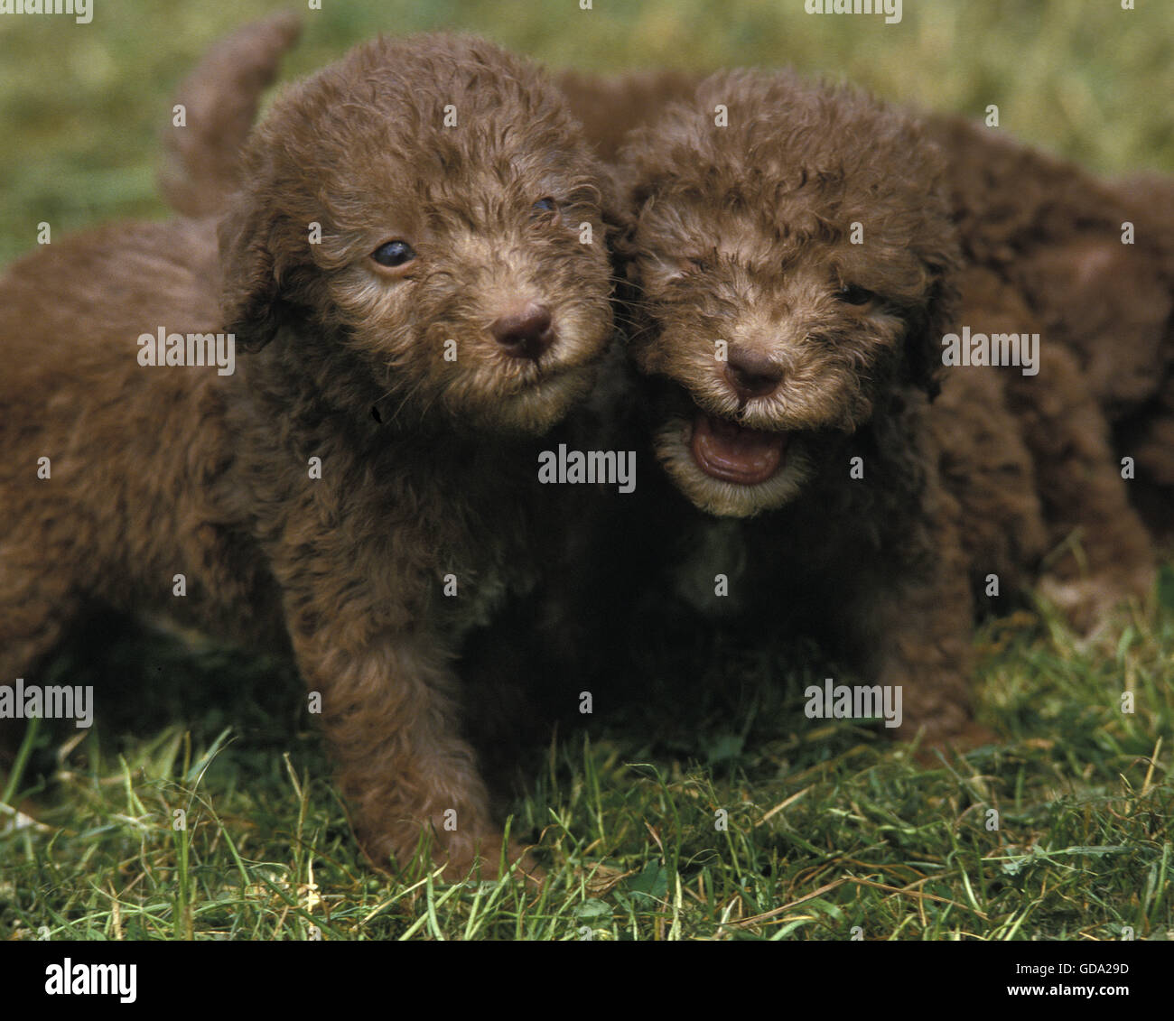 Bedlington Terrier, chiot sur l'herbe Banque D'Images