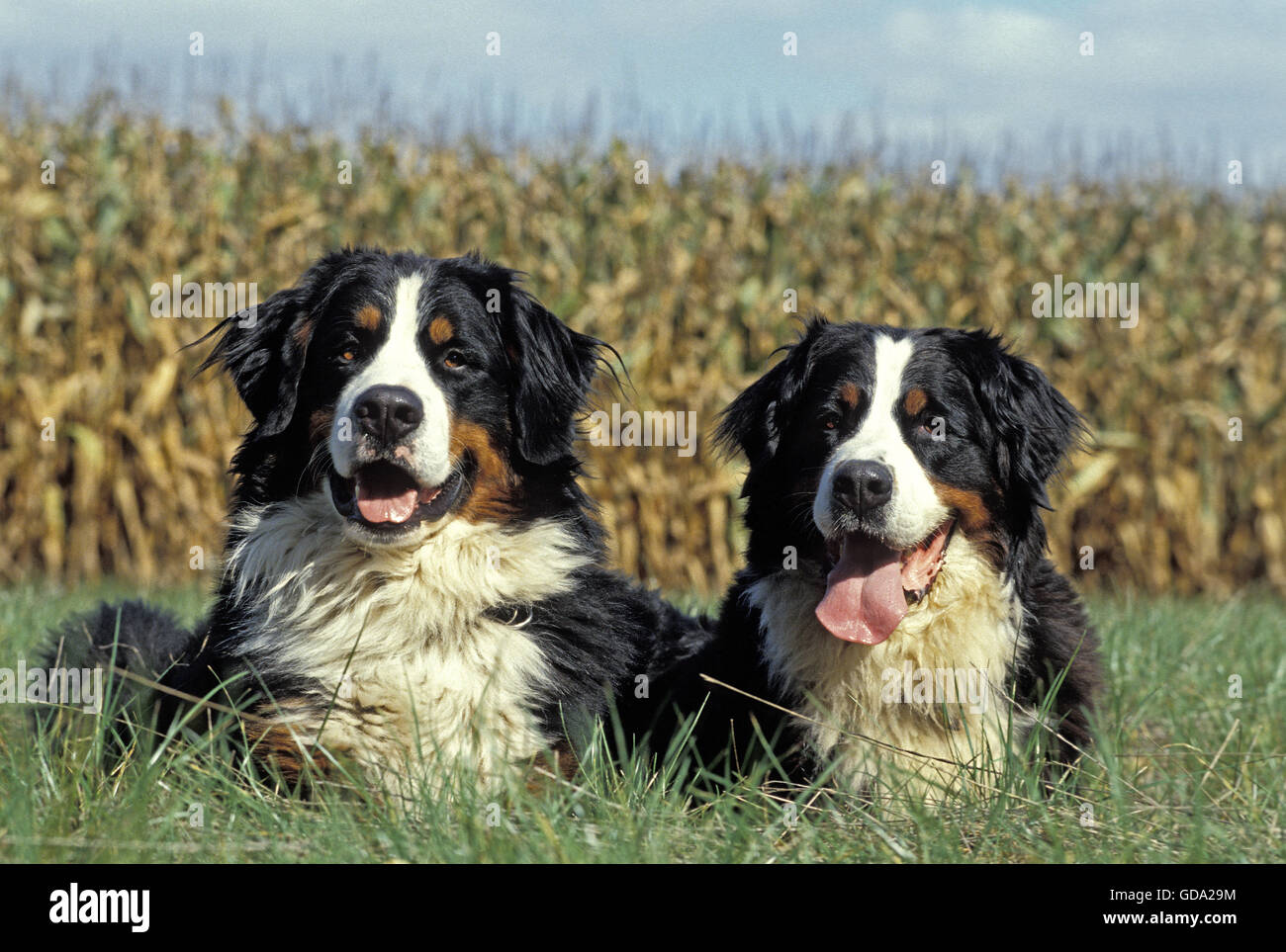 Bernois, adultes près de champ de maïs Banque D'Images