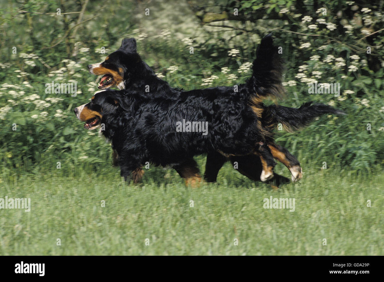 Bernois, adultes en cours d'exécution Banque D'Images