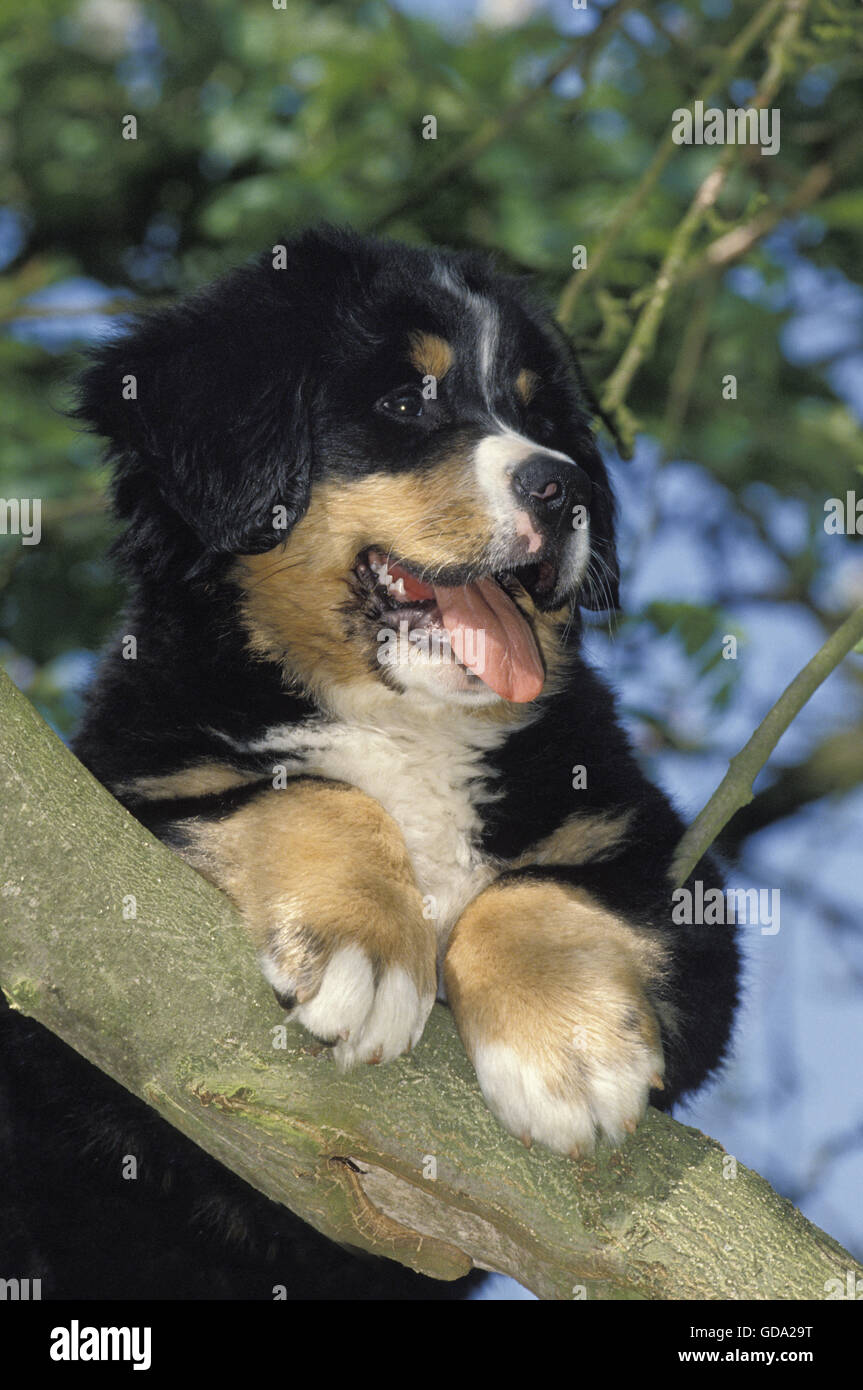 Bouvier Bernois, chiot dans un arbre Banque D'Images