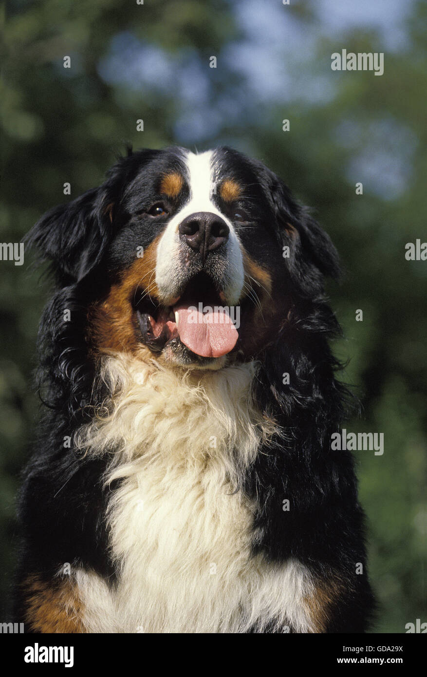 Bernois, Portrait d'adulte Banque D'Images