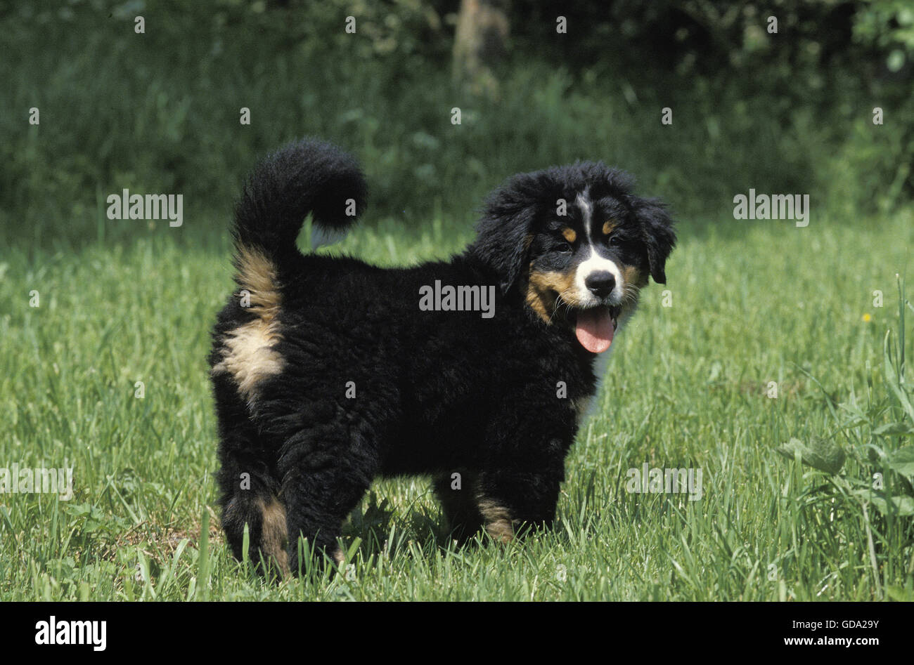 Bernois, Pup sur la pelouse Banque D'Images