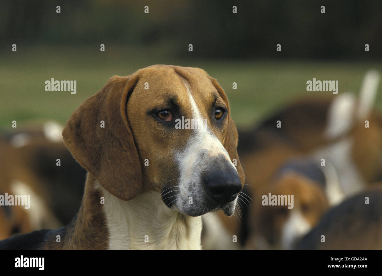 Chien De Poitevin Banque Dimages Photo Stock 111474114