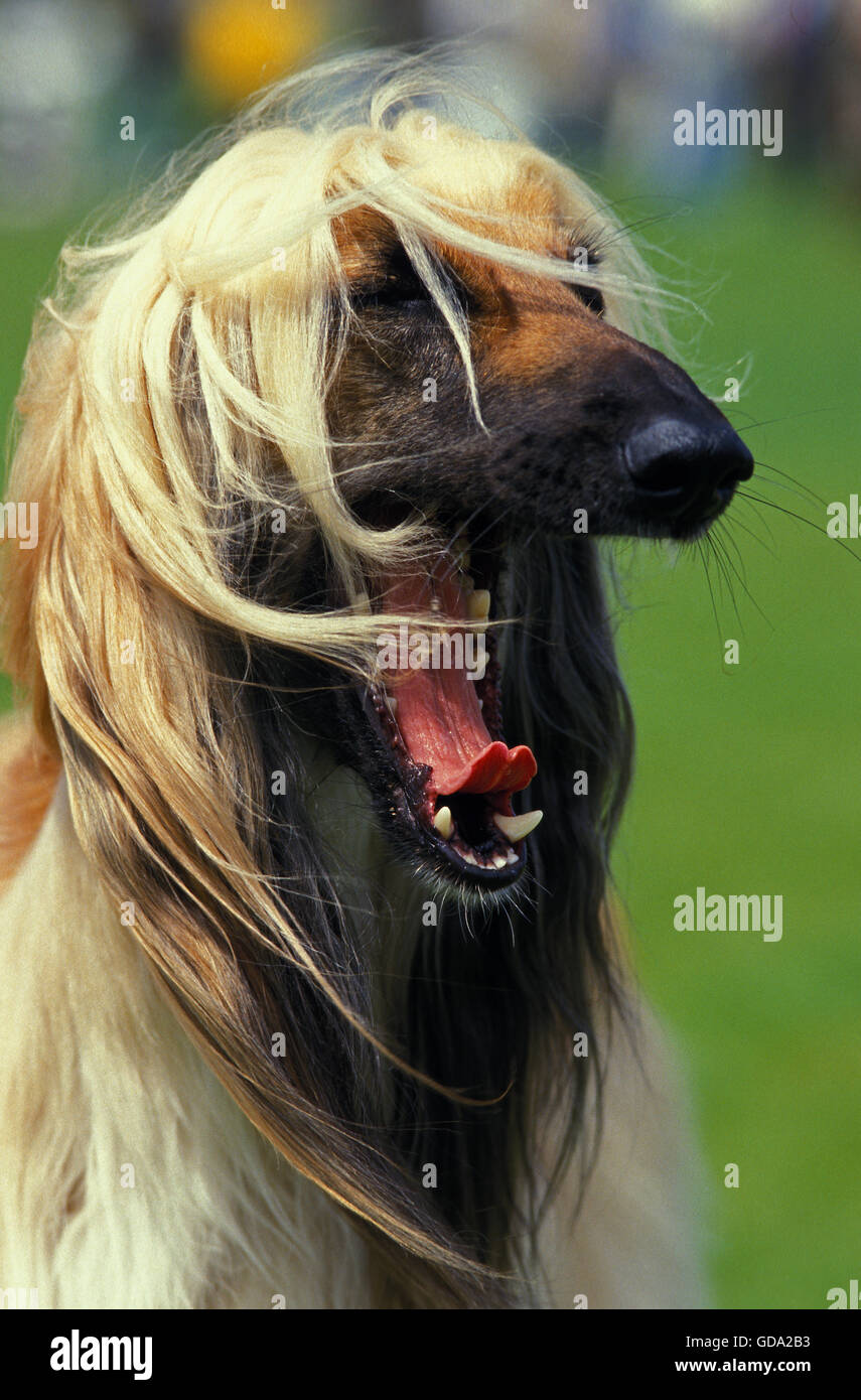 Portrait de Lévrier Afghan le bâillement Banque D'Images