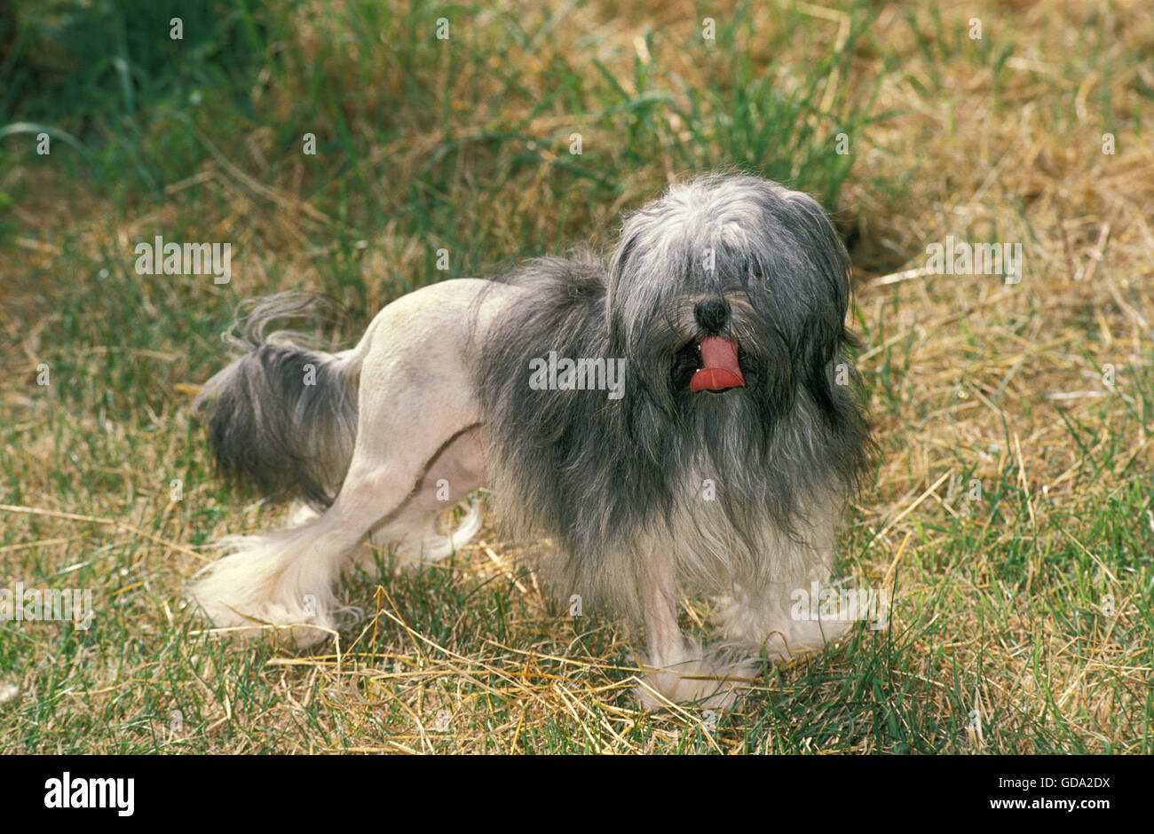 Anneau ou Petit Lion Dog Banque D'Images