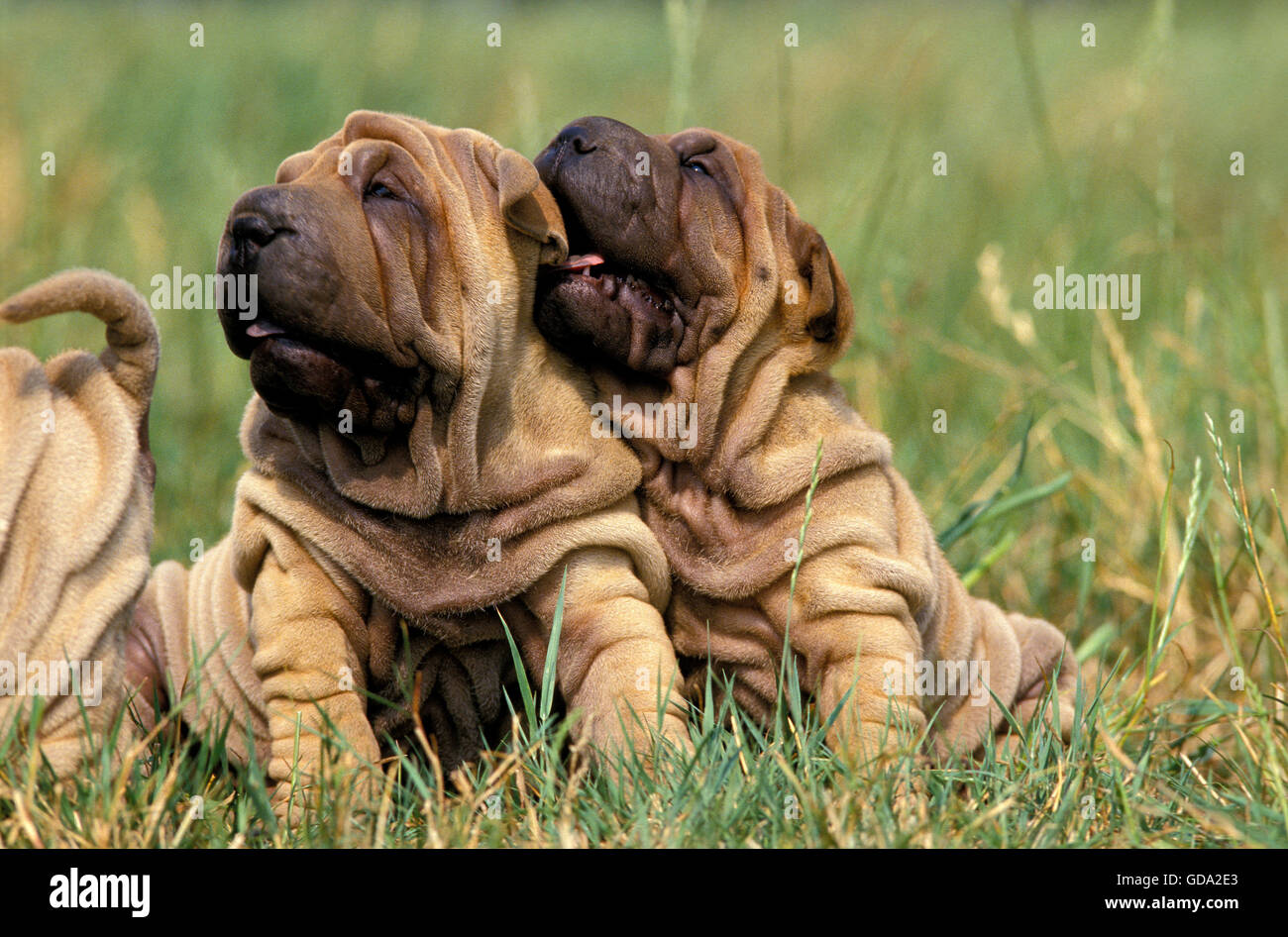 Shar Pei, chien chiot sitting on Grass Banque D'Images