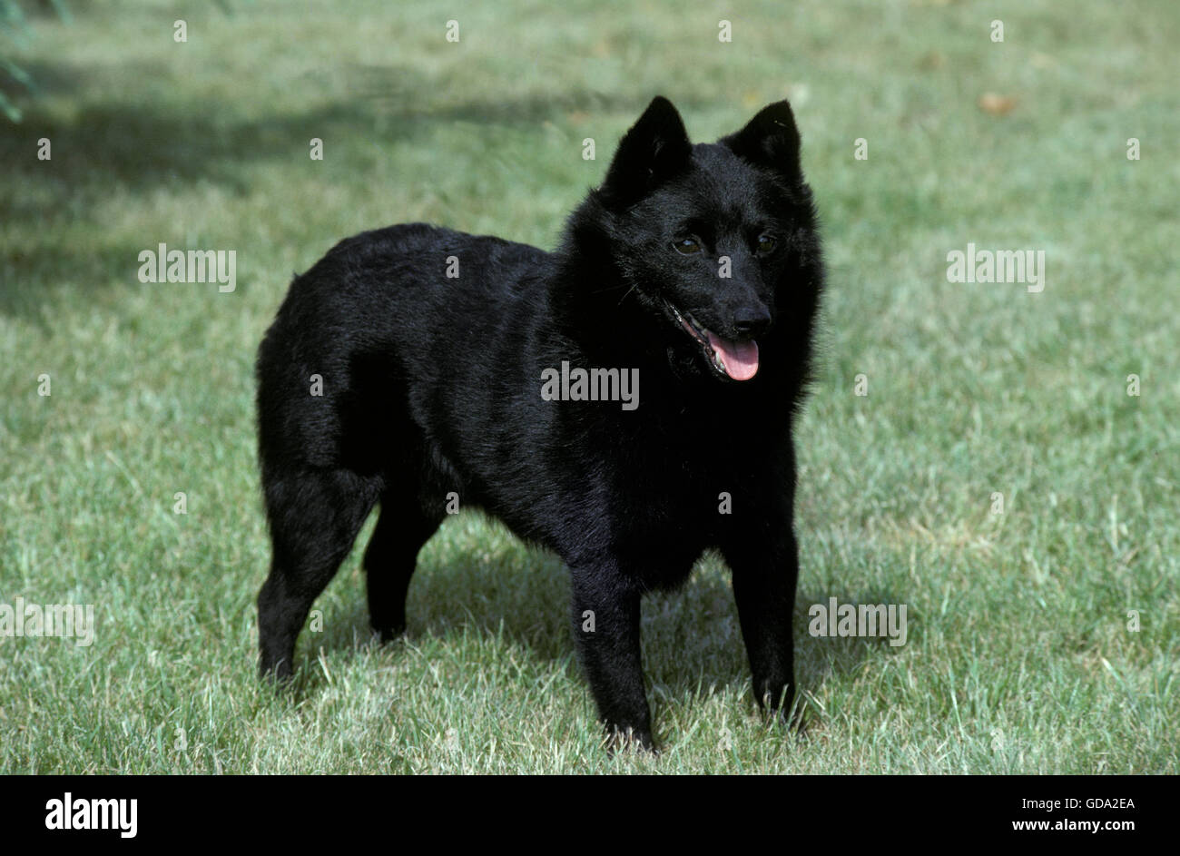 Schipperke Dos sur pelouse Banque D'Images