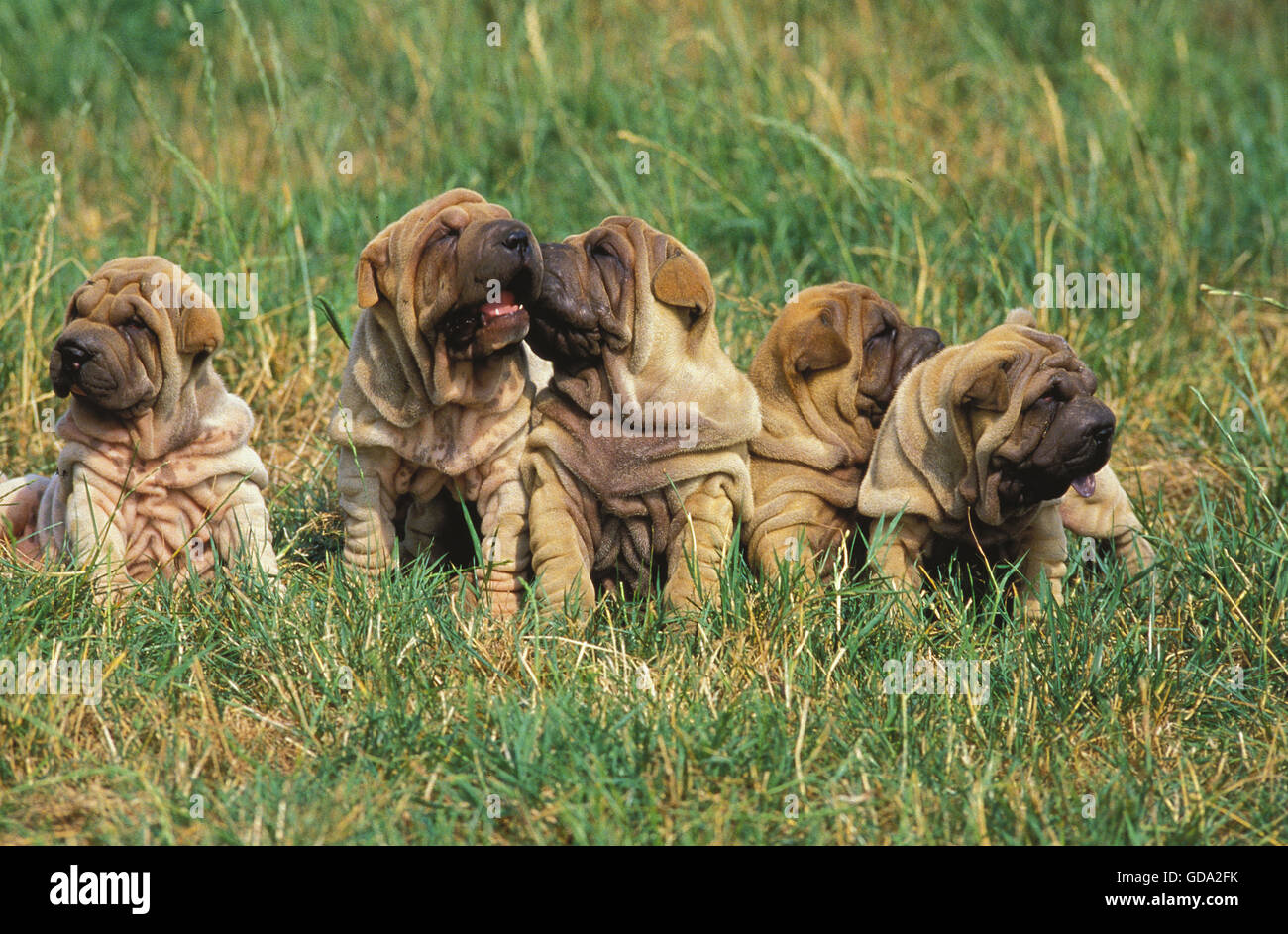 SHAR PEI, CHIEN CHIOTS SITTING ON GRASS Banque D'Images