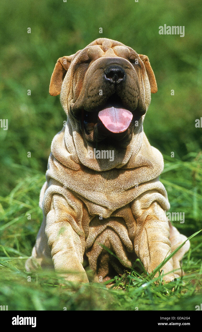 Shar Pei, chien chiot assis sur l'herbe avec langue Banque D'Images