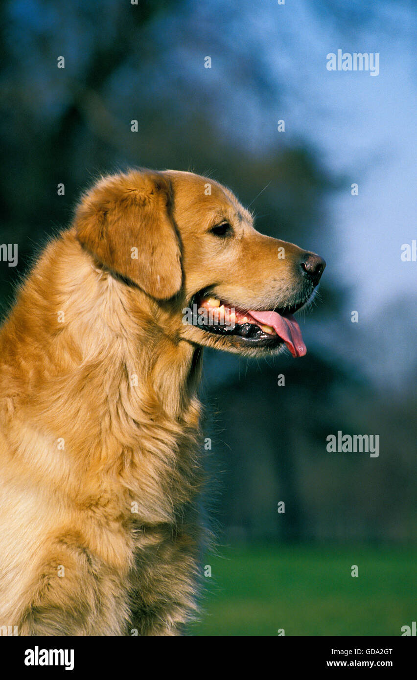 Golden Retriever Dog, Portrait d'adulte Banque D'Images