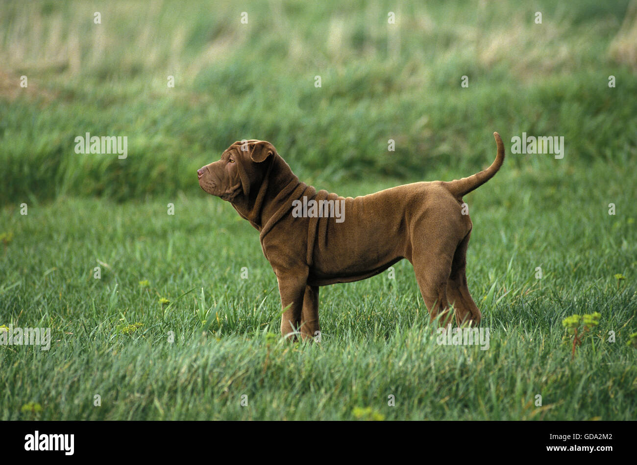 Shar Pei, Chien Adulte sur l'herbe Banque D'Images