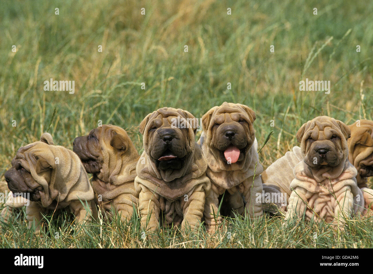 Shar Pei, chien chiots sitting on Grass Banque D'Images