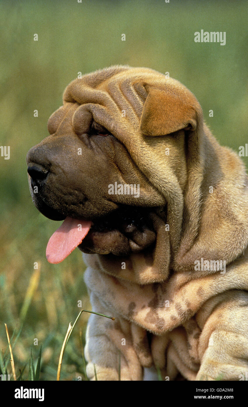 Shar Pei, Chien Portrait de la langue avec des petits Banque D'Images