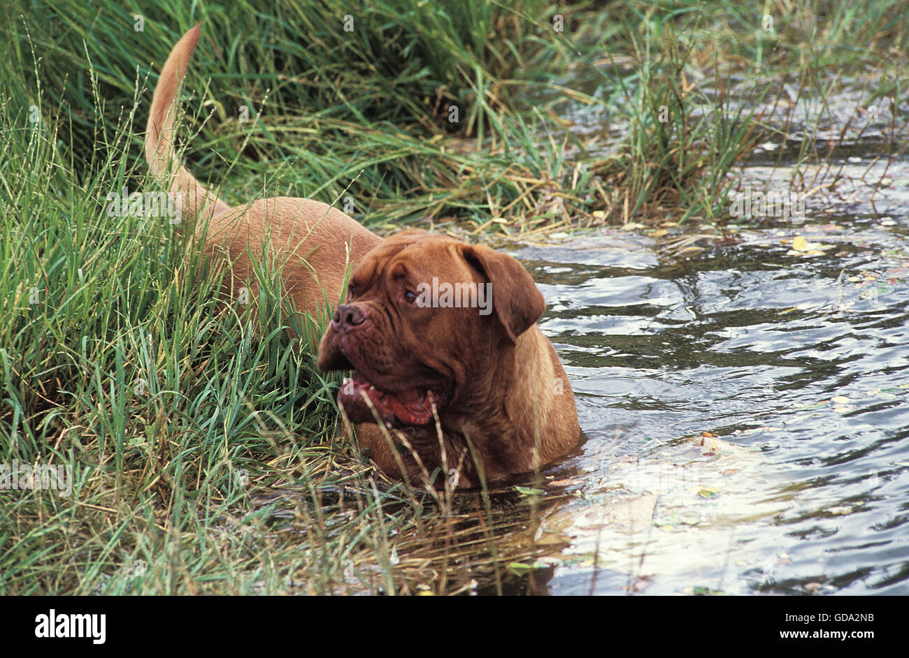Dogue de Bordeaux Dog entrant dans l'eau Banque D'Images