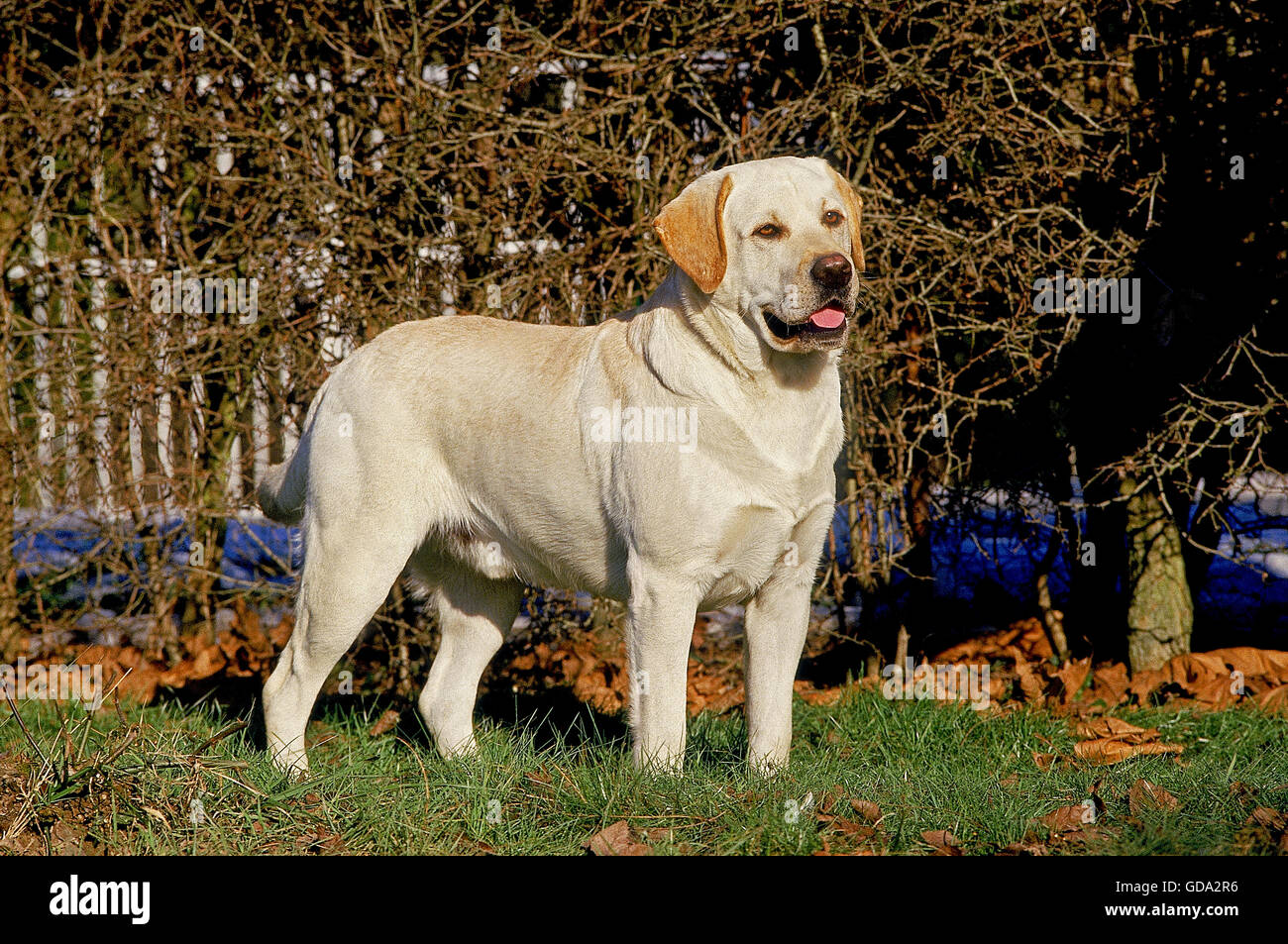 LABRADOR Retriever jaune, des profils sur l'HERBE Banque D'Images