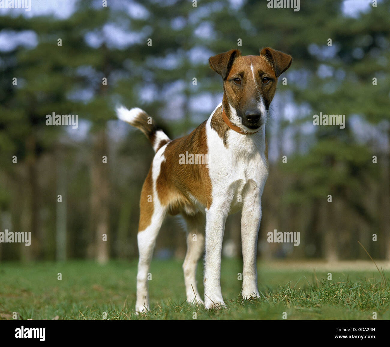 Smooth Fox Terrier chien avec collier Banque D'Images