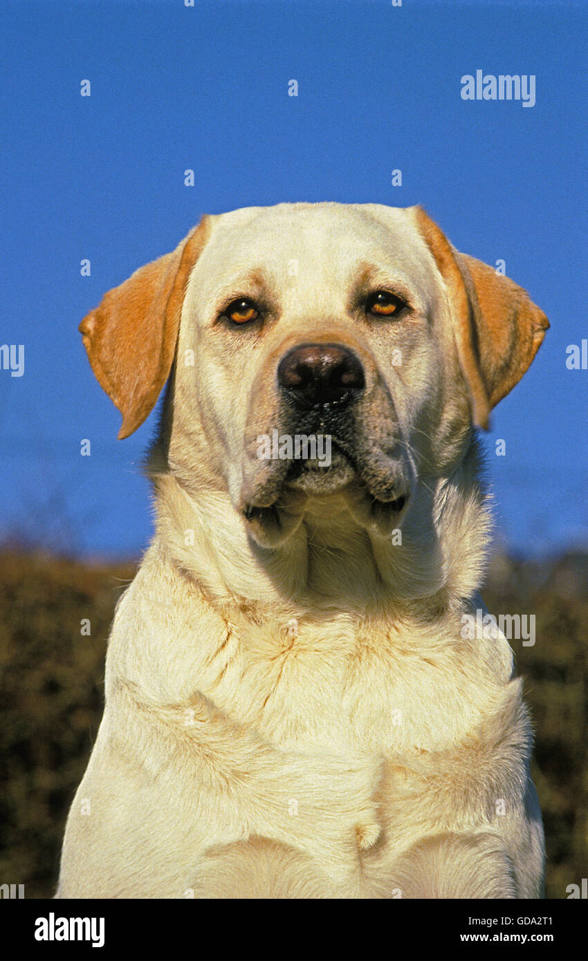 Yellow Labrador Retriever, Portrait d'adulte Banque D'Images