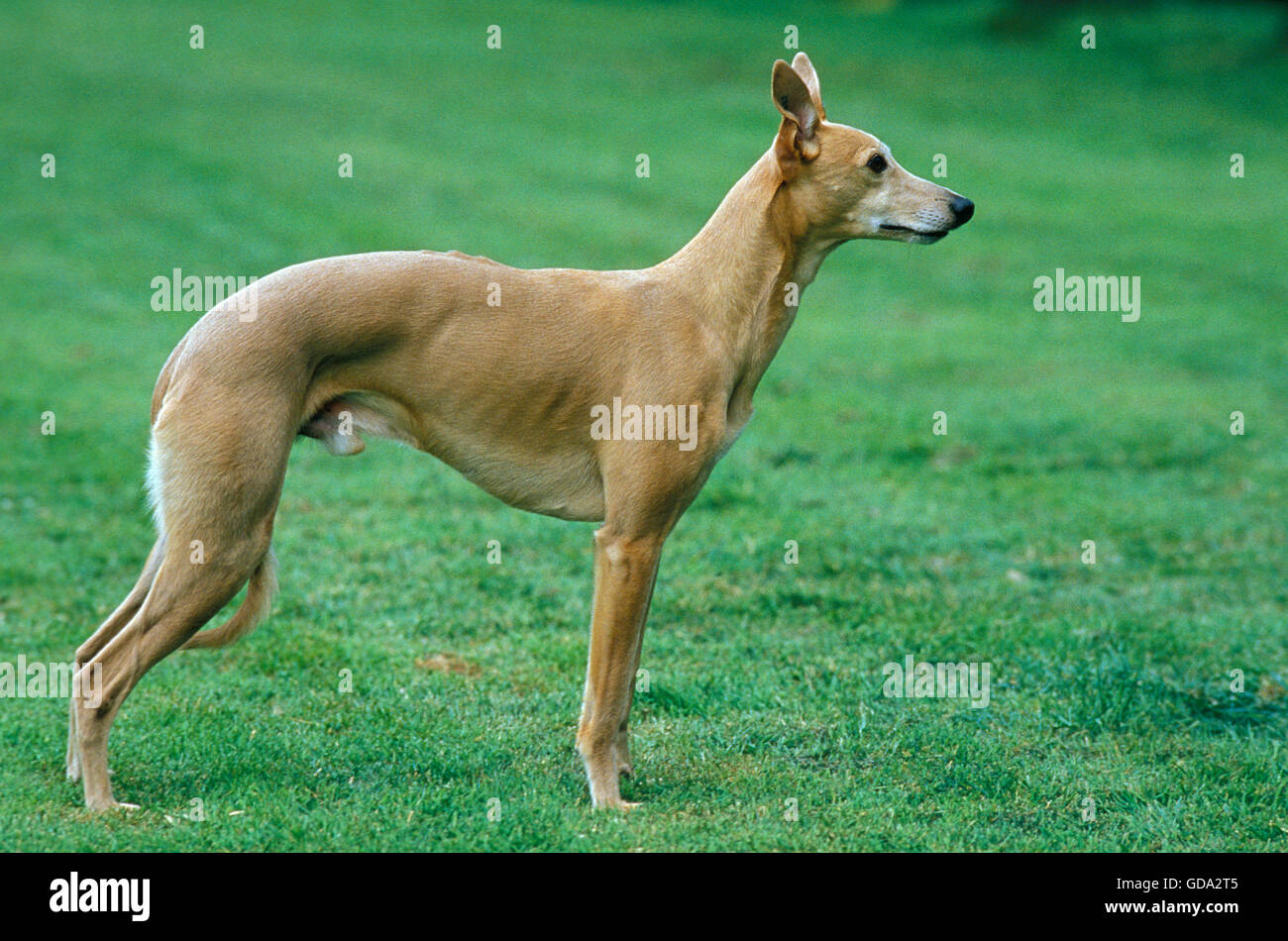 Male whippet dog on lawn Banque de photographies et d'images à haute  résolution - Alamy