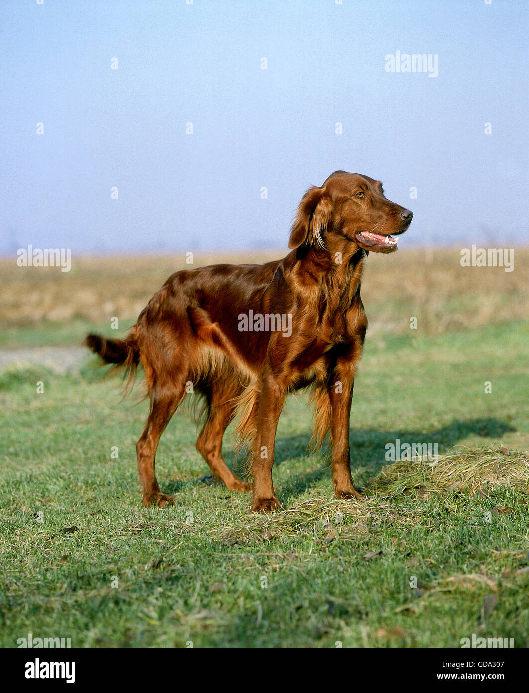 Setter Irlandais rouge ou chien Setter Banque D'Images