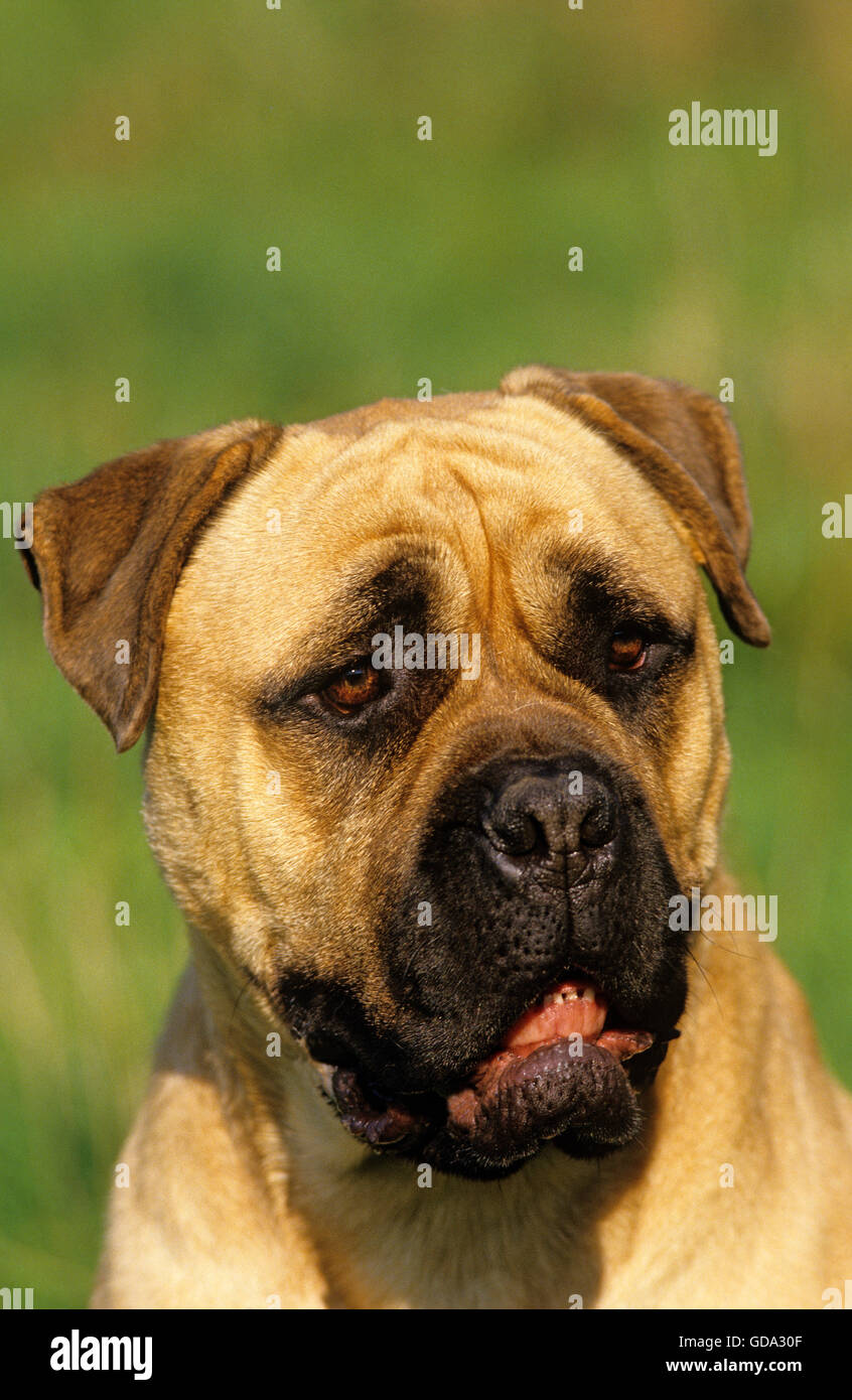 Portrait de chien de Mastiff Banque D'Images