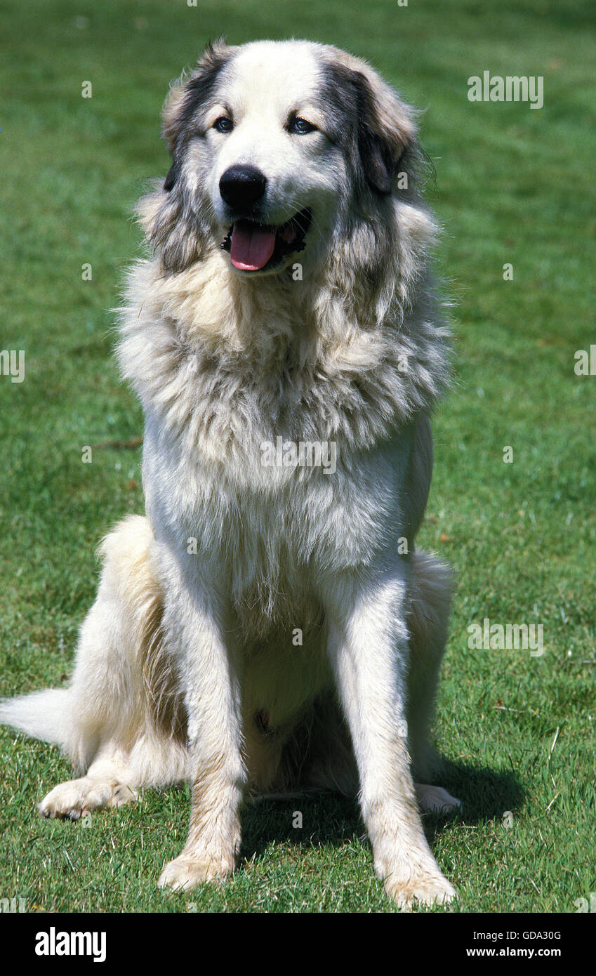 GREAT PYRENEES DOG ou chien de Montagne des Pyrénées, DES PROFILS SITTING ON GRASS Banque D'Images