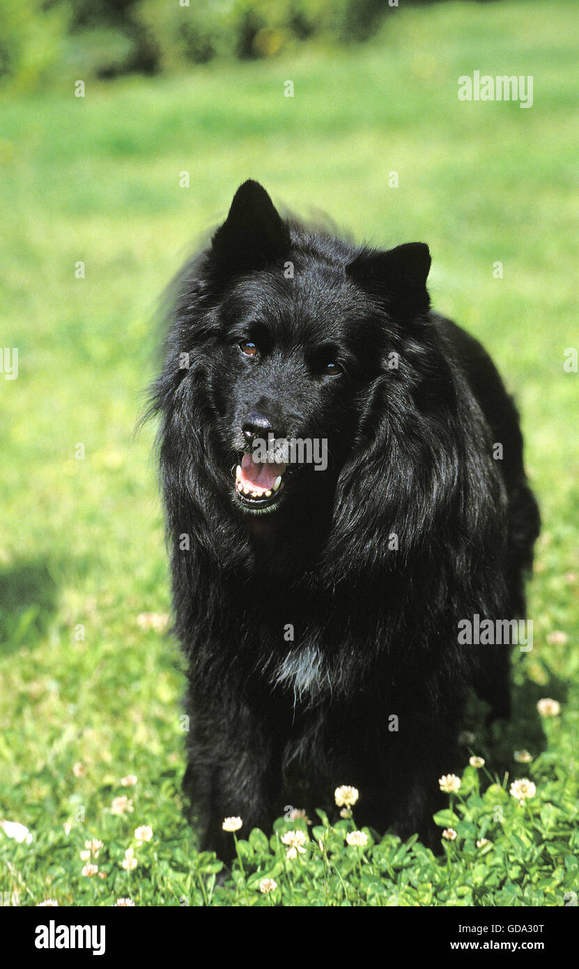 Lapphund suédois, le chien sur l'herbe Banque D'Images