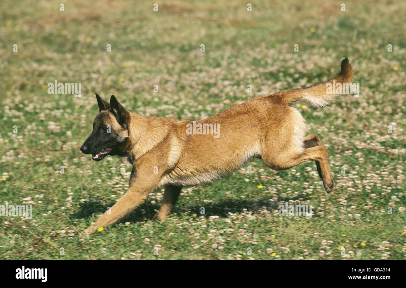 Malinois ou Berger Belge, des profils d'exécution par Meadow Banque D'Images