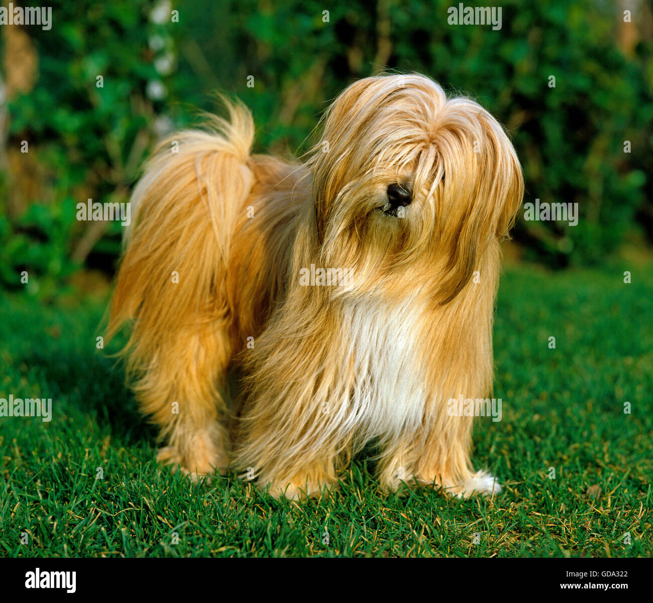 Chien de terrier tibétain, des profils sur l'HERBE Banque D'Images