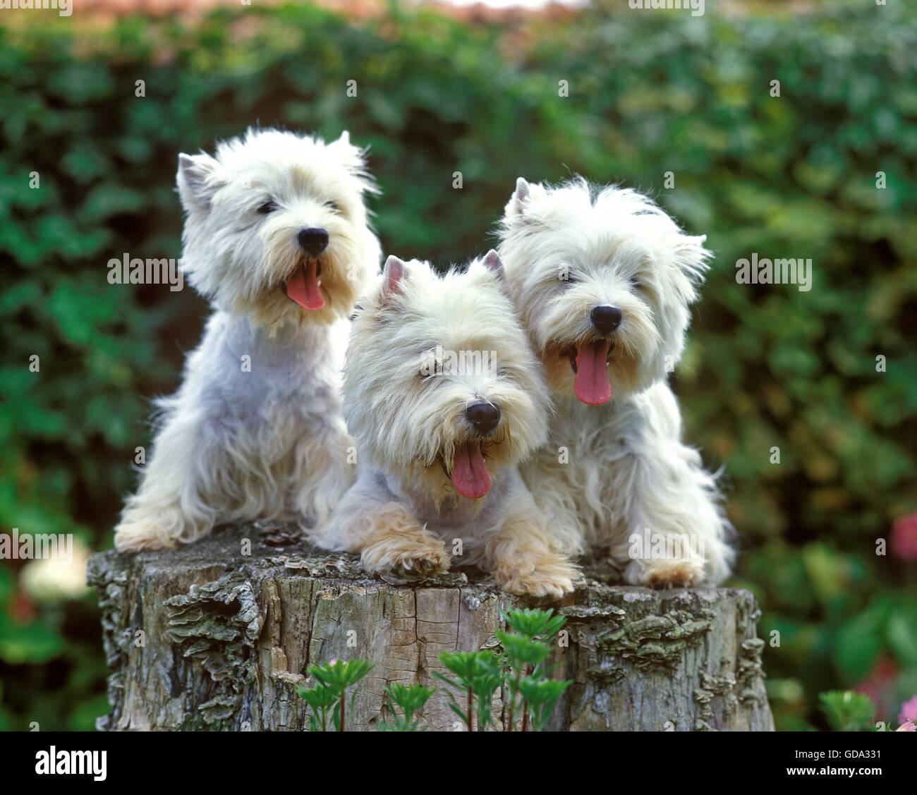 West Highland White Terrier, adultes sur moignon Banque D'Images