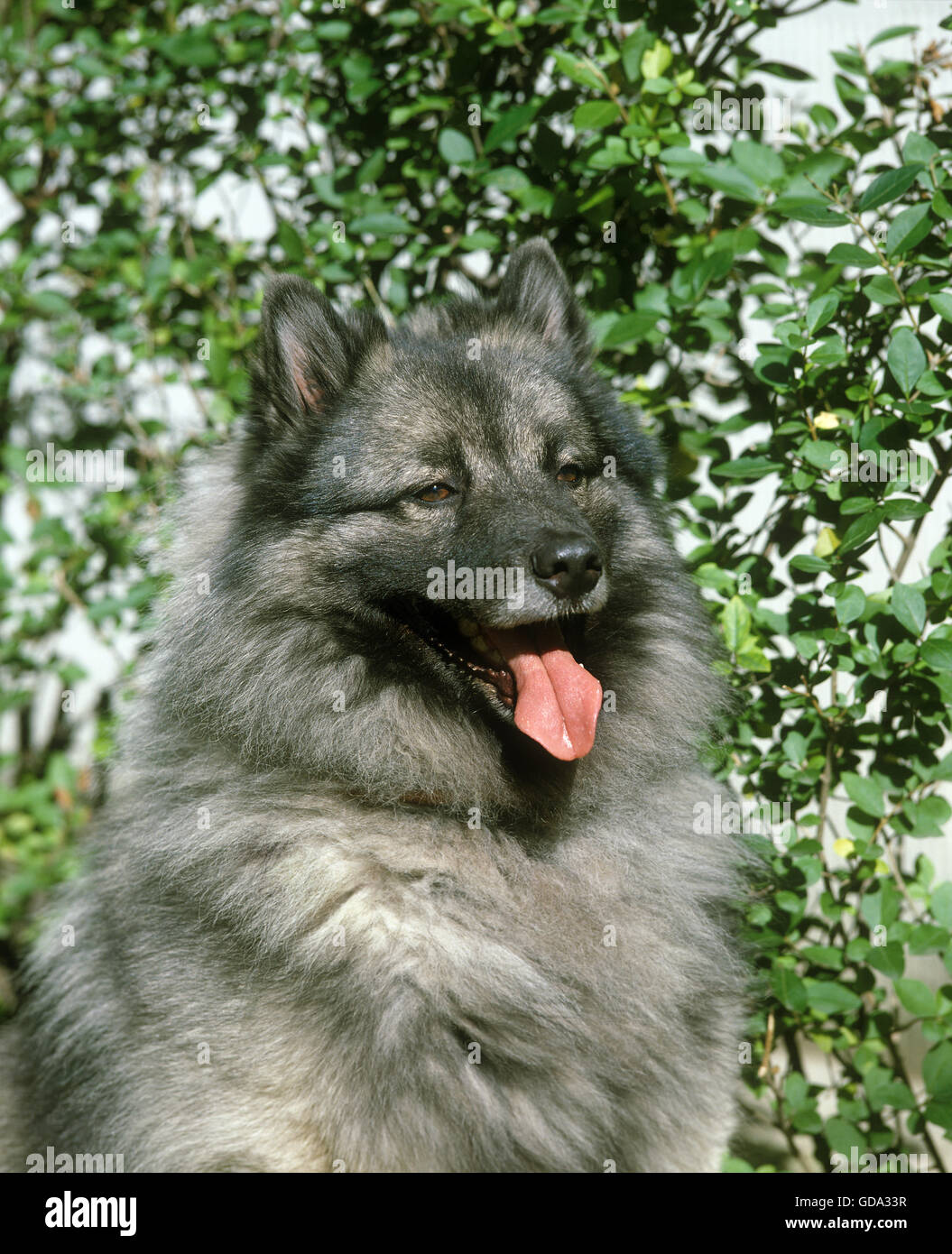 Spitz Loup, Portrait d'adulte avec langue Banque D'Images