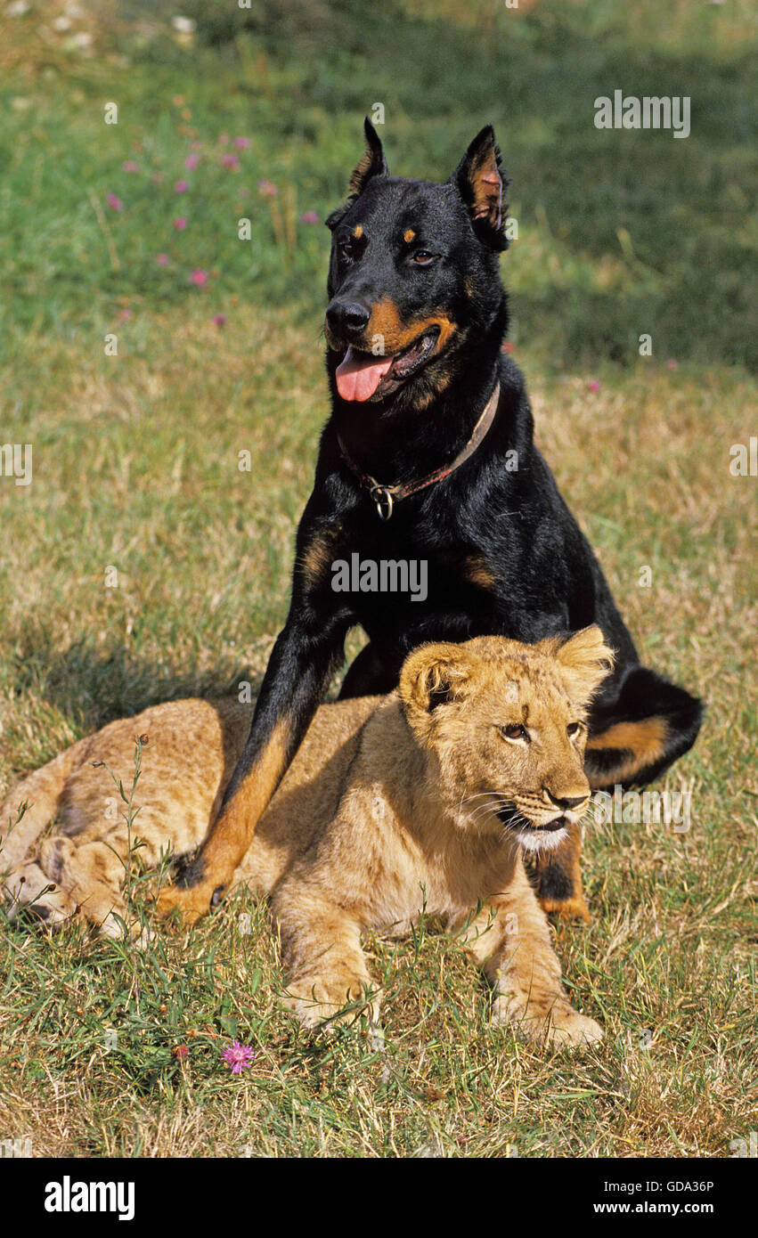 L African Lion Panthera Leo Cub Avec Berger De Beauce Photo Stock Alamy