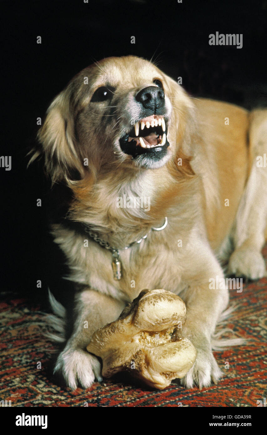 Chien avec os dans une posture défensive Banque D'Images