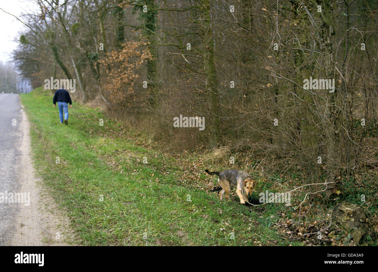 Chien abandonné sur le champ Banque D'Images