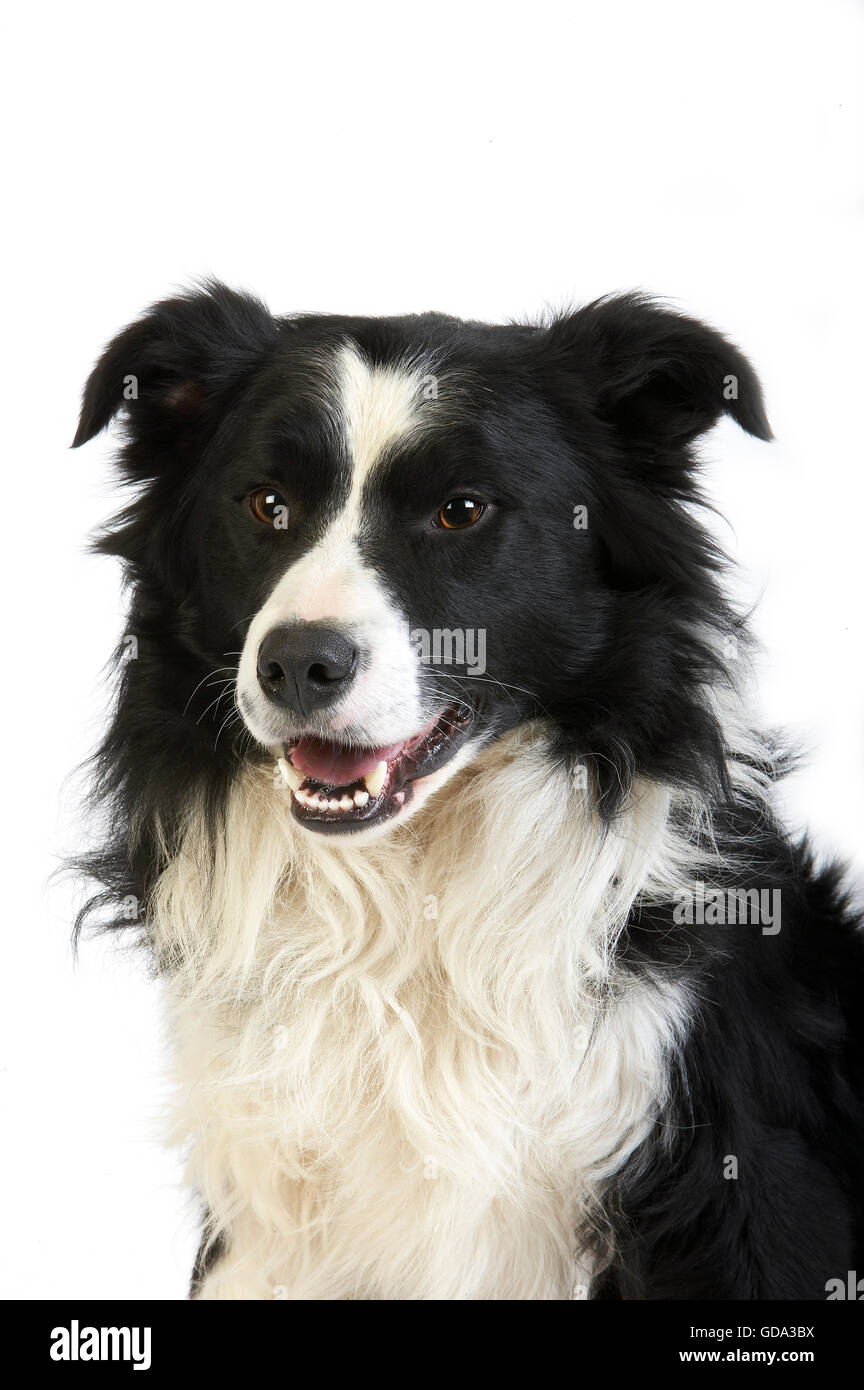 Chien Border Collie, homme contre fond blanc Banque D'Images