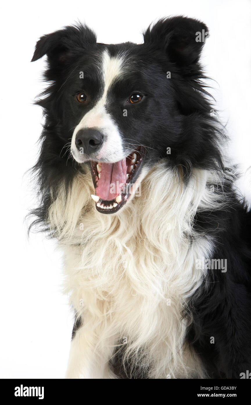 Chien Border Collie, homme contre fond blanc Banque D'Images