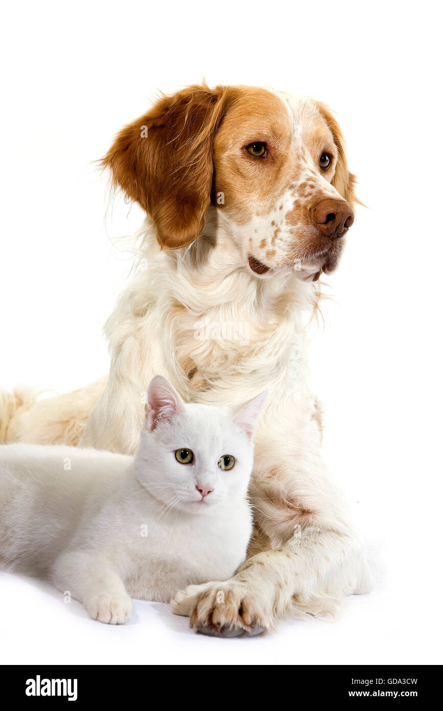 Chien Bouledogue anglais (cannelle) Couleur blanc avec un chat domestique contre fond blanc Banque D'Images